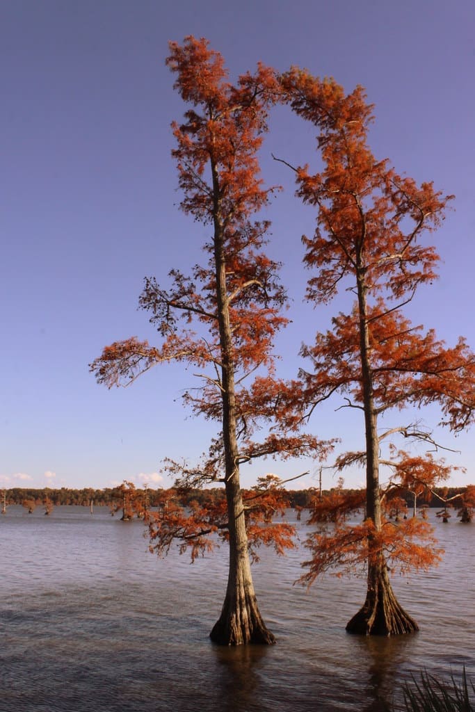 Top Fishing Destinations at Reelfoot Lake, Tennessee