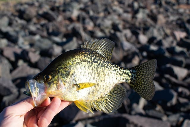 Unlock Crappie Fishing Secrets: Ultimate Guide to Freshwater Success